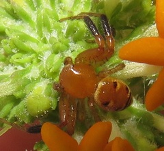 Synema decens