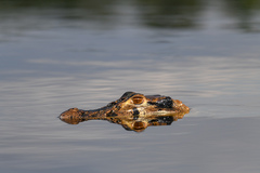 Melanosuchus niger