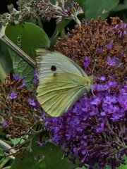 Large White