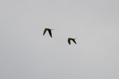 Orthopsittaca manilatus