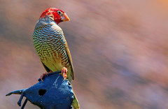 Amadina erythrocephala