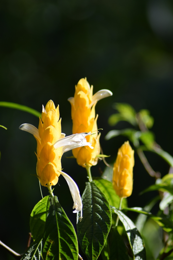 Golden shrimp plant