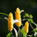 Golden Shrimp Plant - Photo (c) David Foster, some rights reserved (CC BY-NC-ND), uploaded by David Foster