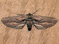 Holochroa dissociarius