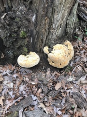 Pseudoinonotus