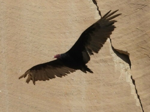 Turkey Vulture photographed in Utah