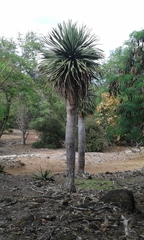 Dracaena cinnabari