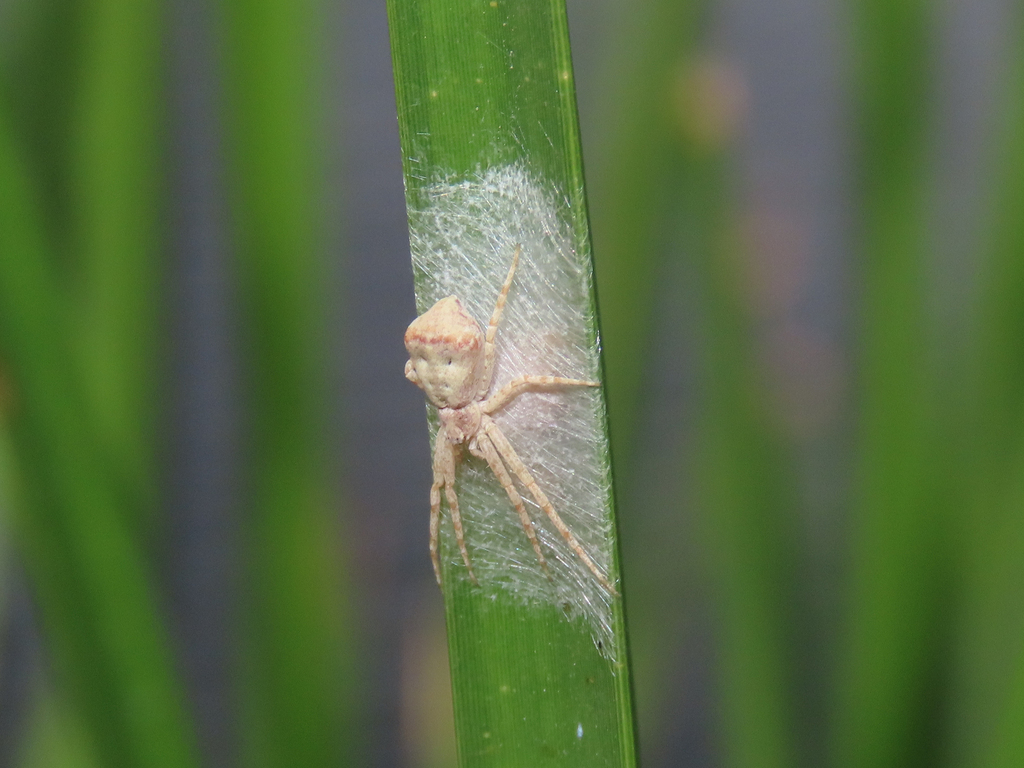 Philodromus anomalus