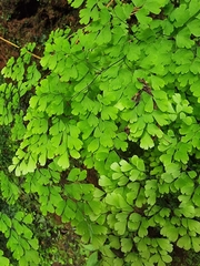 Adiantum raddianum image