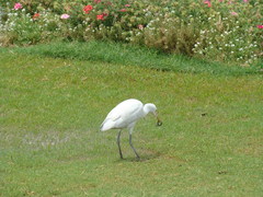 Bubulcus ibis