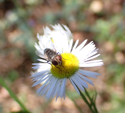 Miltogramma oestracea