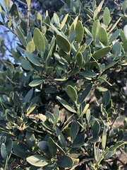 Robsonodendron eucleiforme