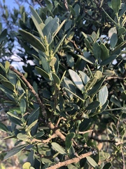 Robsonodendron eucleiforme