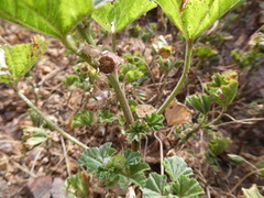 Malva parviflora image