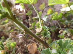 Malva parviflora image