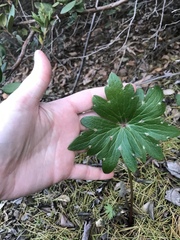 Delphinium cardinale