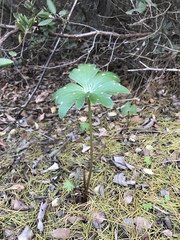 Delphinium cardinale