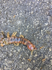 Scolopendra alternans