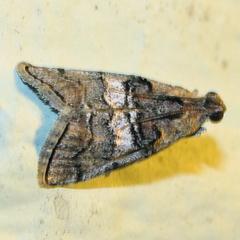Pococera subcanalis