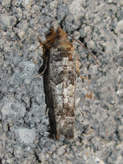 Pseudexentera knudsoni