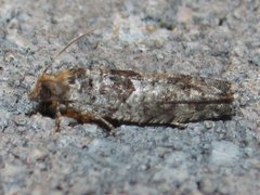 Pseudexentera knudsoni