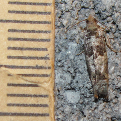 Pseudexentera knudsoni