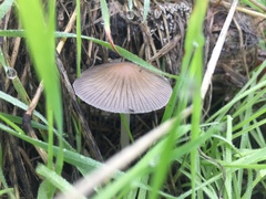 Coprinellus impatiens