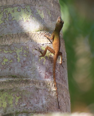 Anolis ignigularis