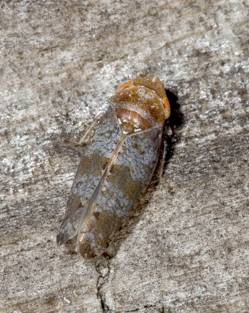 Pendarus uhleri