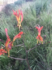 Crocosmia paniculata
