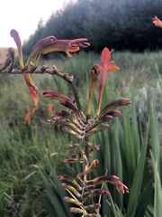 Crocosmia paniculata