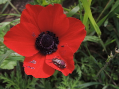 Anemone coronaria