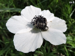 Anemone coronaria
