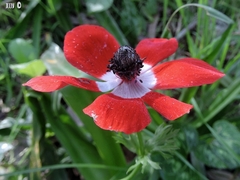 Anemone coronaria