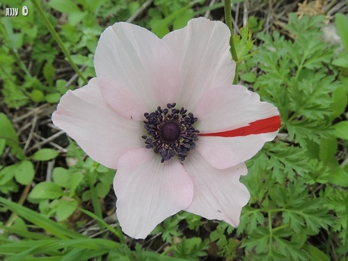 Poppy anemone