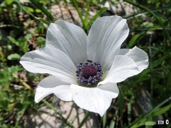 Anemone coronaria