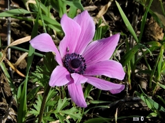 Anemone coronaria