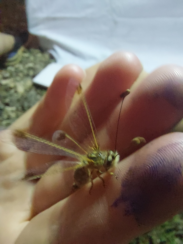 Deleproctophylla australis