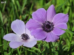Anemone coronaria