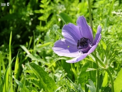 Anemone coronaria