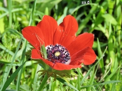 Anemone coronaria