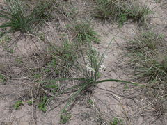 Albuca seineri