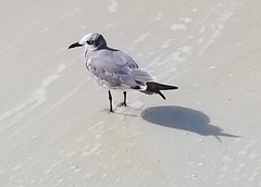 Leucophaeus atricilla megalopterus