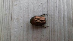 Protaetia cuprea brancoi