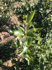 Cephalanthus natalensis