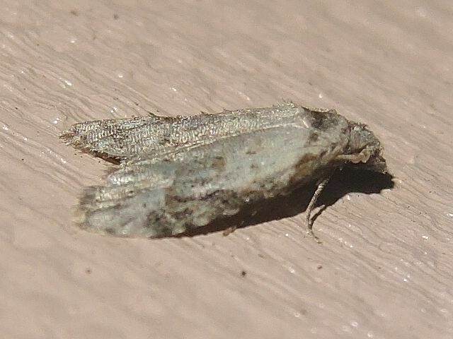 Currant Fruitworm Moth in July 2023 by privatenoaccess · iNaturalist