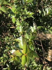 Cephalanthus natalensis