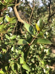 Cephalanthus natalensis