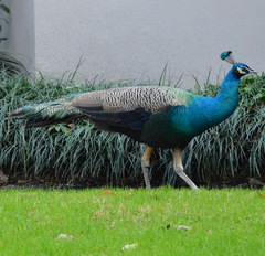 Pavo