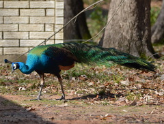 Pavo cristatus × muticus